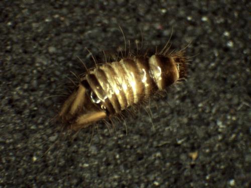Anthrenus sp.
